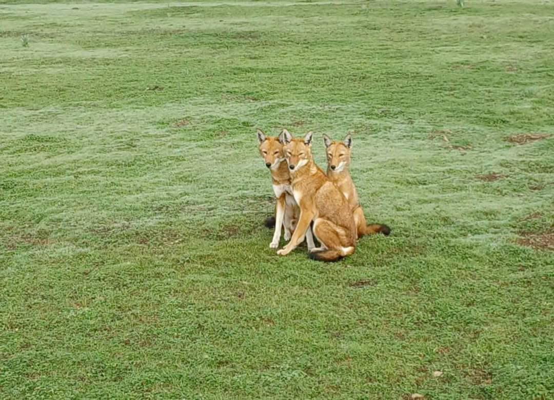 WhatsApp Image 2026 08 17 at 8.45.35 AM 1 Limalimo Ethiopia Tours Authentic Ethiopian Tours, Culture & Adventure
