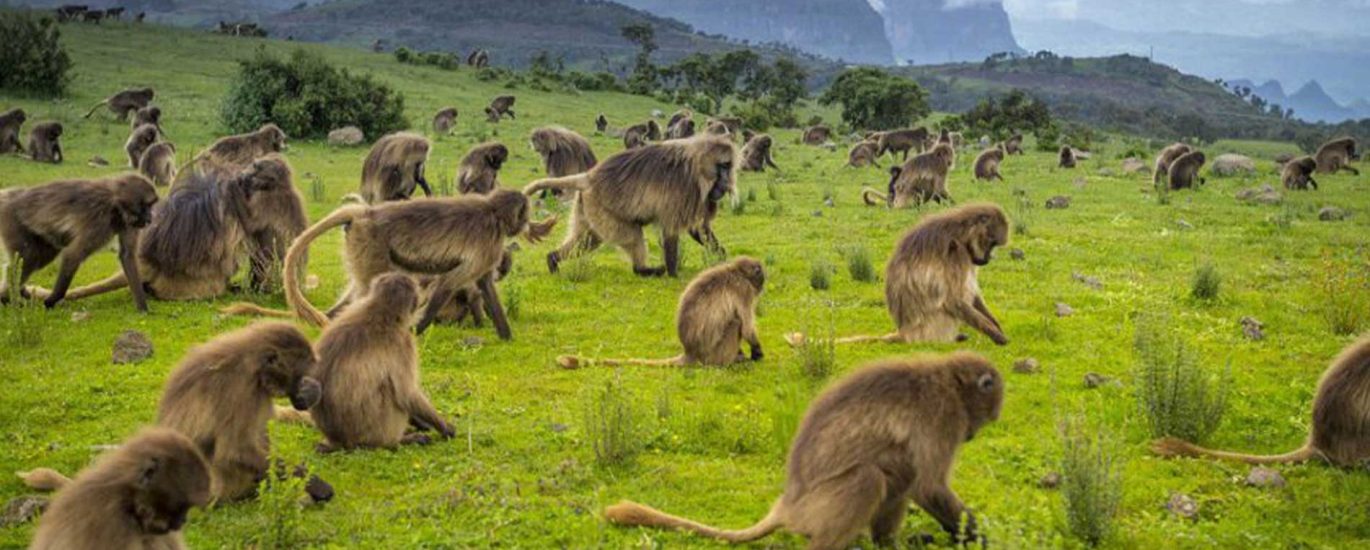 hero bg 7 Limalimo Ethiopia Tours Authentic Ethiopian Tours, Culture & Adventure