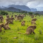 hero bg 7 Limalimo Ethiopia Tours Authentic Ethiopian Tours, Culture & Adventure