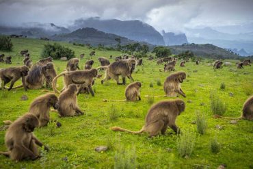 hero bg 7 Limalimo Ethiopia Tours Authentic Ethiopian Tours, Culture & Adventure
