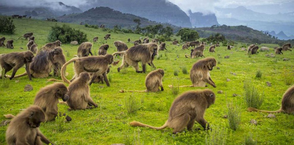 hero bg 7 Limalimo Ethiopia Tours Authentic Ethiopian Tours, Culture & Adventure