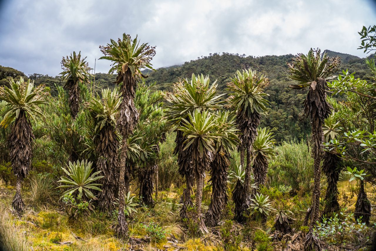 pexels juan felipe ramirez 312591454 28154544 Limalimo Ethiopia Tours Authentic Ethiopian Tours, Culture & Adventure
