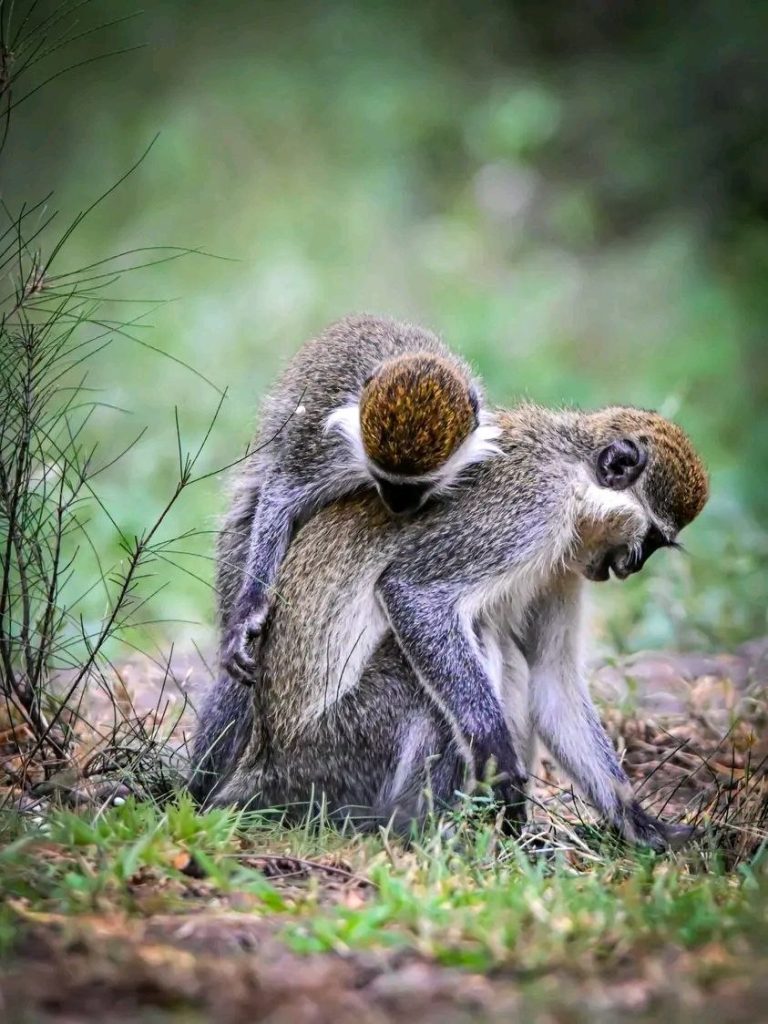 photo 2026 07 13 06 10 20 Limalimo Ethiopia Tours Authentic Ethiopian Tours, Culture & Adventure