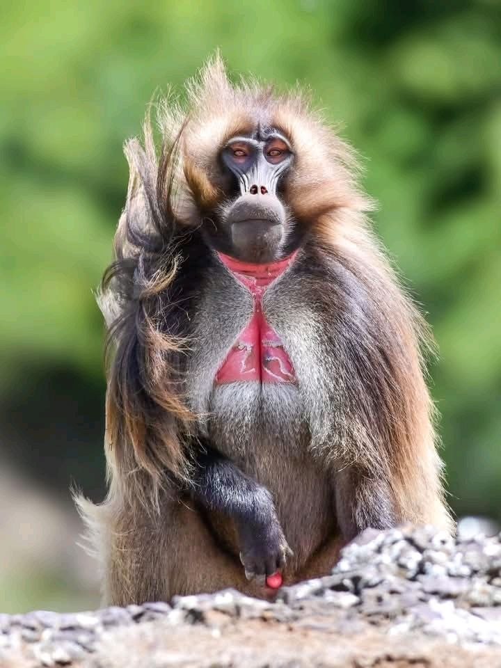 photo 2026 07 13 06 10 22 Limalimo Ethiopia Tours Authentic Ethiopian Tours, Culture & Adventure