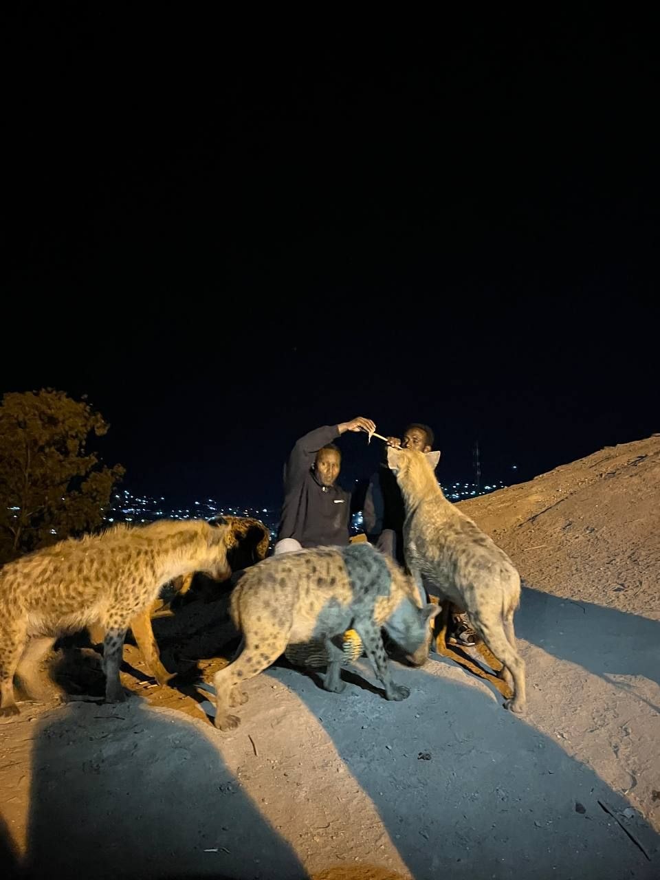 Discover Harar: Ethiopia's Ancient Walled City of Culture and Tradition 4Limalimo Ethiopia Tours Authentic Ethiopian Tours, Culture & Adventure photo 2026 08 05 10 46 26 Limalimo Ethiopia Tours Authentic Ethiopian Tours, Culture & Adventure