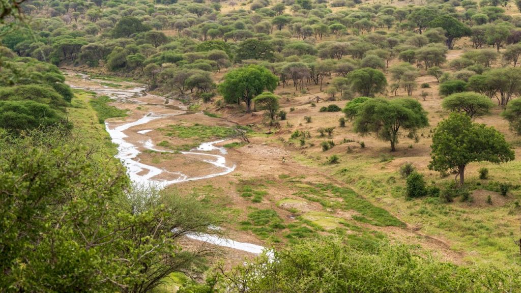 pexels chris clark 1933184 16064253 Limalimo Ethiopia Tours Authentic Ethiopian Tours, Culture & Adventure